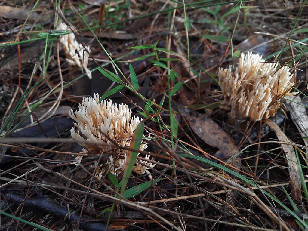 Ramaria filicicola · May 2025 · photo: © sofiazed1 (iNaturalist, cc-by)