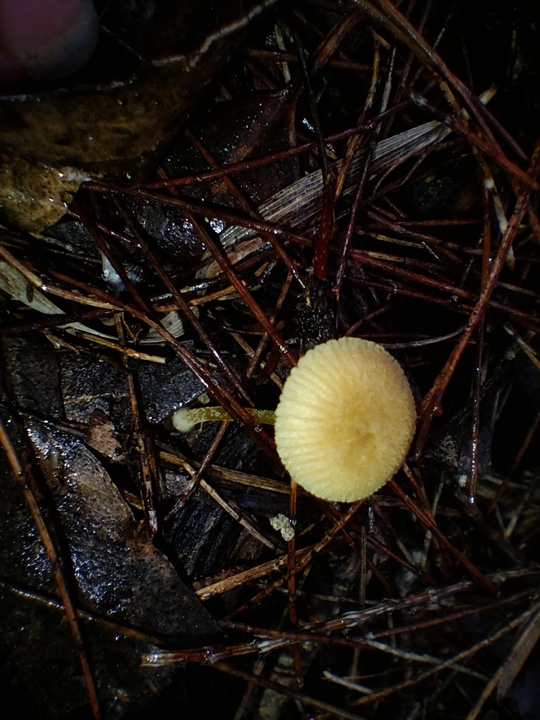 Pluteus hubregtseorum