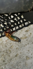 Dysdercus