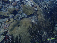 Pseudodiploria strigosa