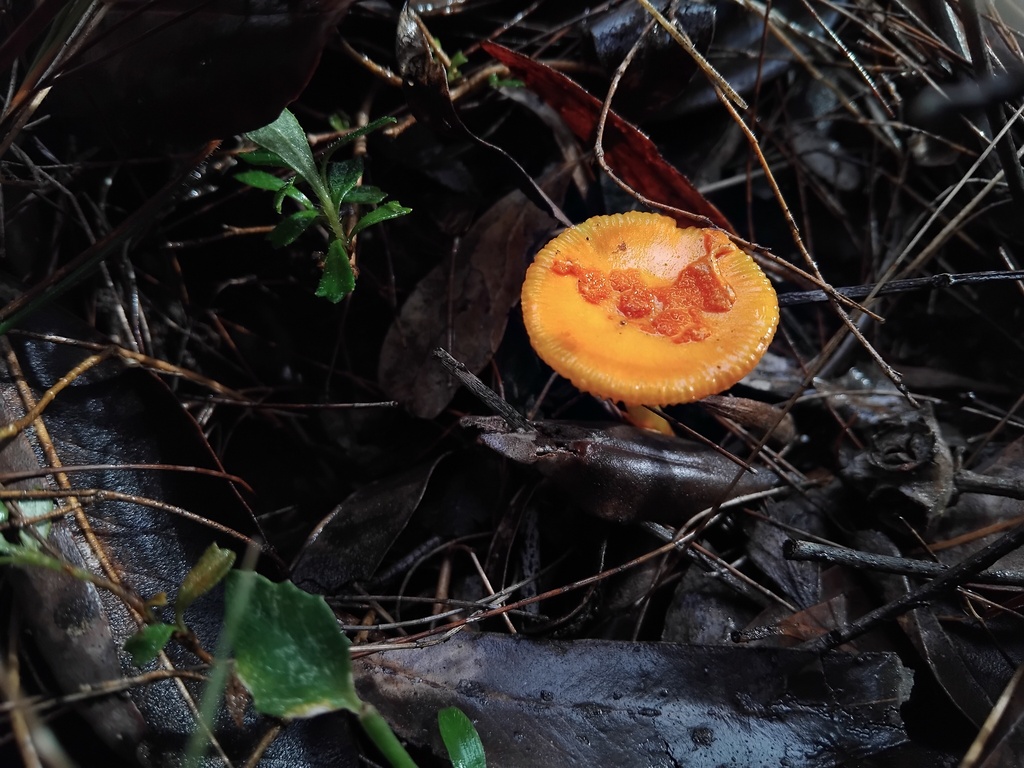 Amanita xanthocephala · May 2025 · photo: © sofiazed1 (iNaturalist, cc-by)