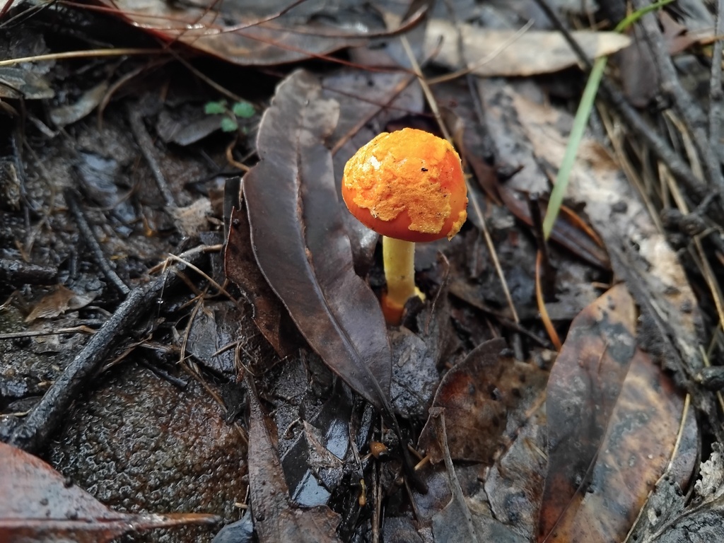 Amanita xanthocephala · May 2025 · photo: © sofiazed1 (iNaturalist, cc-by)