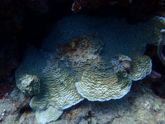 Helioseris cucullata