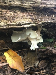 Basidiomycota