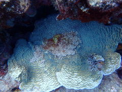 Helioseris cucullata