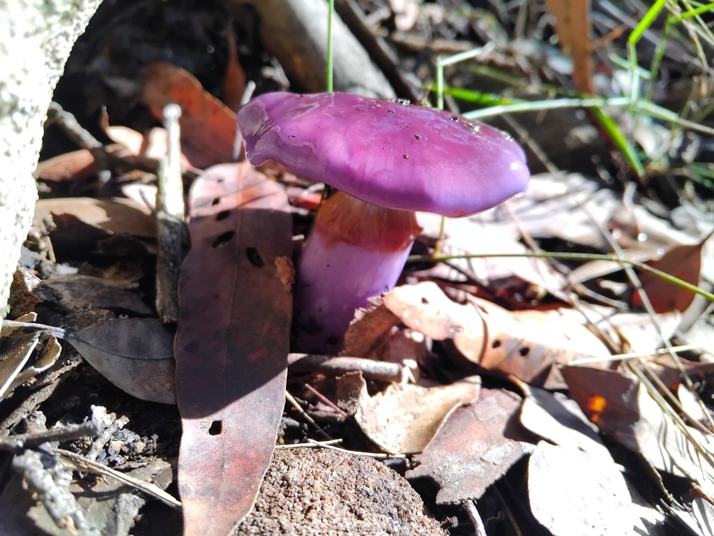Cortinarius archeri · May 2025 · photo: © sofiazed1 (iNaturalist, cc-by)