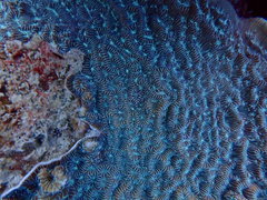 Helioseris cucullata