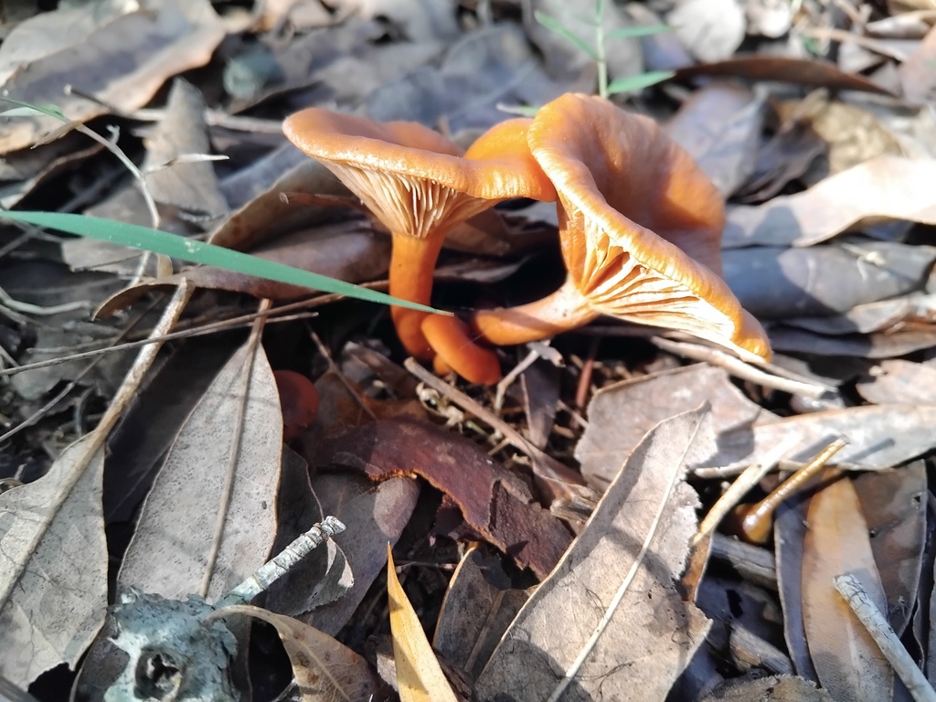 Lactarius eucalypti · May 2025 · photo: © sofiazed1 (iNaturalist, cc-by)