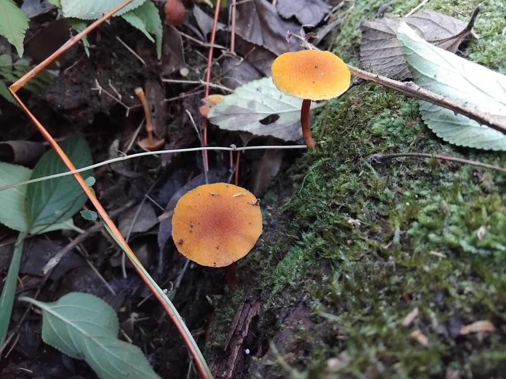 Gymnopilus ferruginosus · May 2025 · photo: © sofiazed1 (iNaturalist, cc-by)