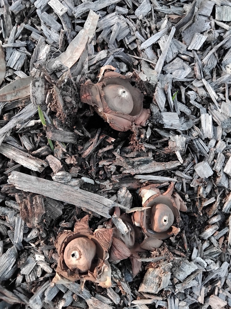 Geastrum triplex · May 2025 · photo: © sofiazed1 (iNaturalist, cc-by)