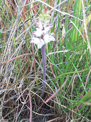 Lachenalia contaminata