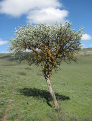 Pyrus salicifolia