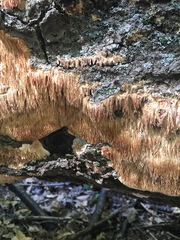 Basidiomycota