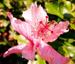 Hibiscus rosa-sinensis