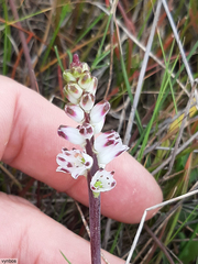 Lachenalia contaminata