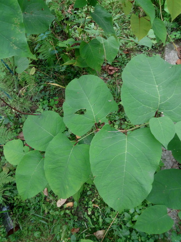 Boheminė reinutrė nuotrauka