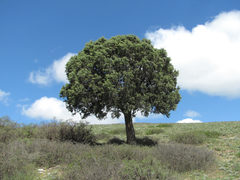Juniperus polycarpos