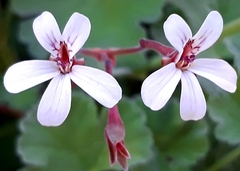Pelargonium