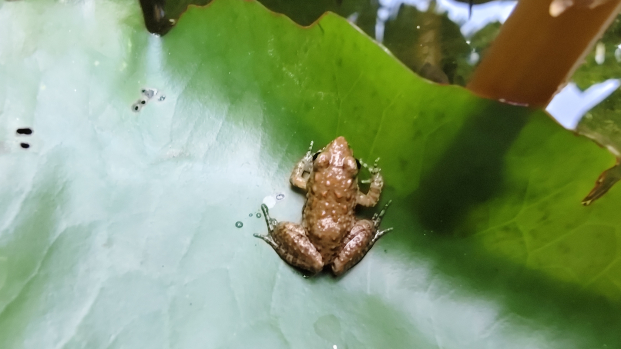 Granular Cricket Frog