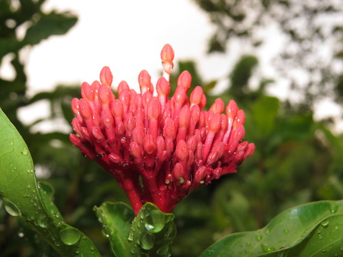 Ixora macrothyrsa, photograph 1