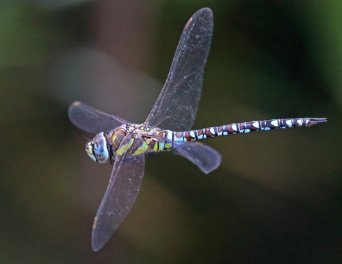 Migrant Hawker