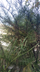 Cryptomeria japonica