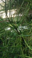 Cryptomeria japonica