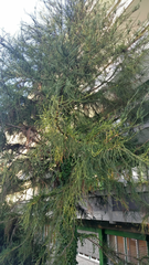 Cryptomeria japonica