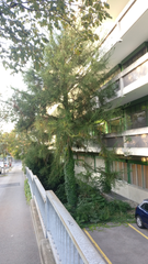 Cryptomeria japonica