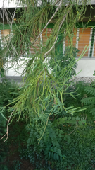 Cryptomeria japonica