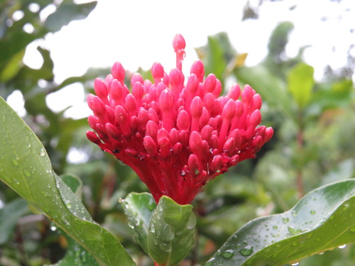 Ixora macrothyrsa