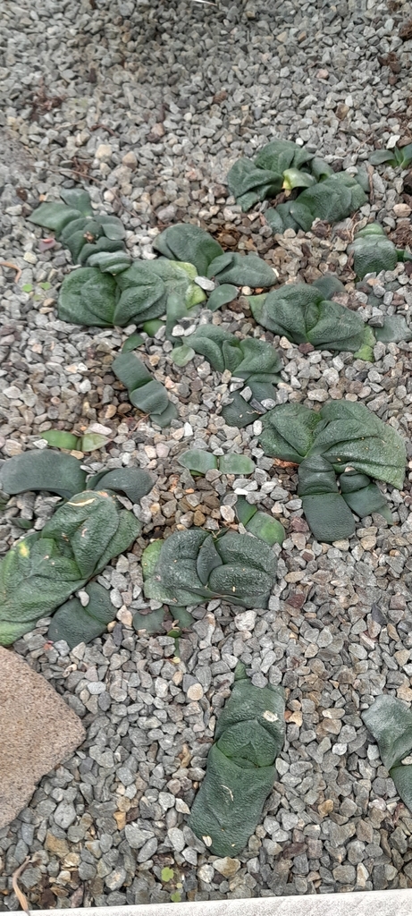 Gasteria