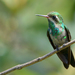 Canivet's Emerald - Photo (c) jorgedangel, some rights reserved (CC BY-NC), uploaded by jorgedangel