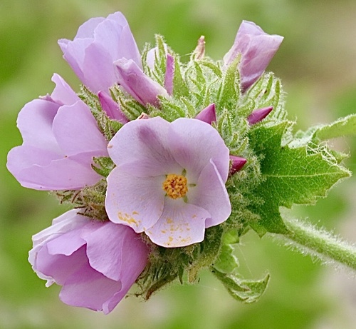 Santa Lucia bushmallow (Malacothamnus lucianus)