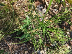 Cyperus bipartitus