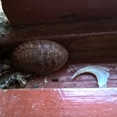 Blaberinae