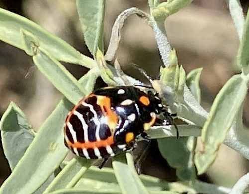 iNaturalist observation photo of Harlequin Bug