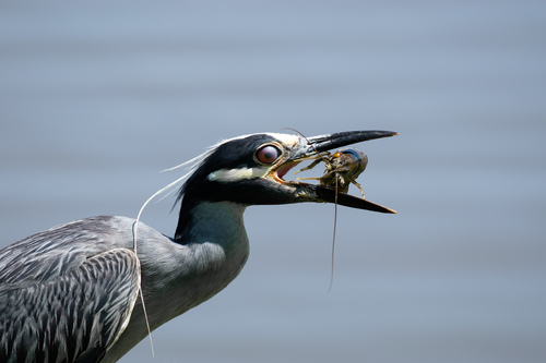 Yellow-crowned Night Heron photographed in Kansas