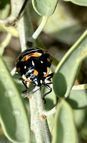iNaturalist observation photo of Harlequin Bug