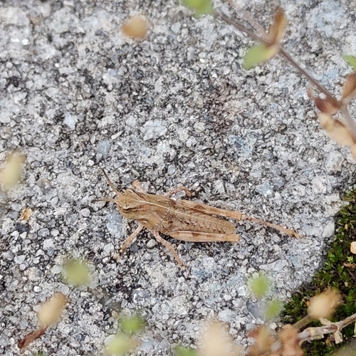 Oedaleus infernalis