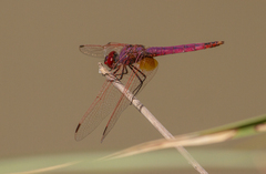 Trithemis annulata