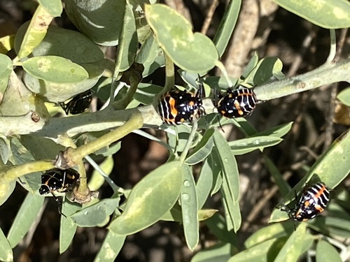 iNaturalist observation photo of Harlequin Bug