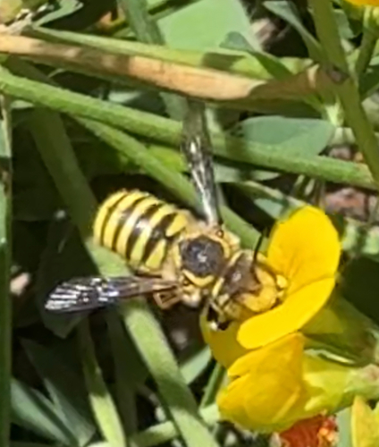 Illustrated Woolcarder Bee photo 2