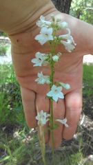 Penstemon tubaeflorus