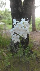 Penstemon tubaeflorus