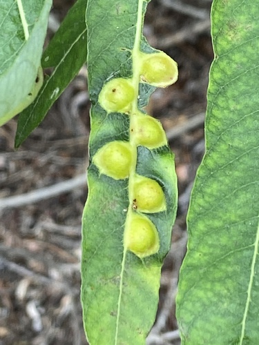 iNaturalist observation photo of Willow Apple Gall Sawfly