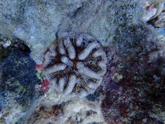 Mycetophyllia