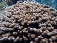 Porites porites