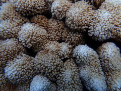 Porites porites