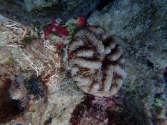 Mycetophyllia